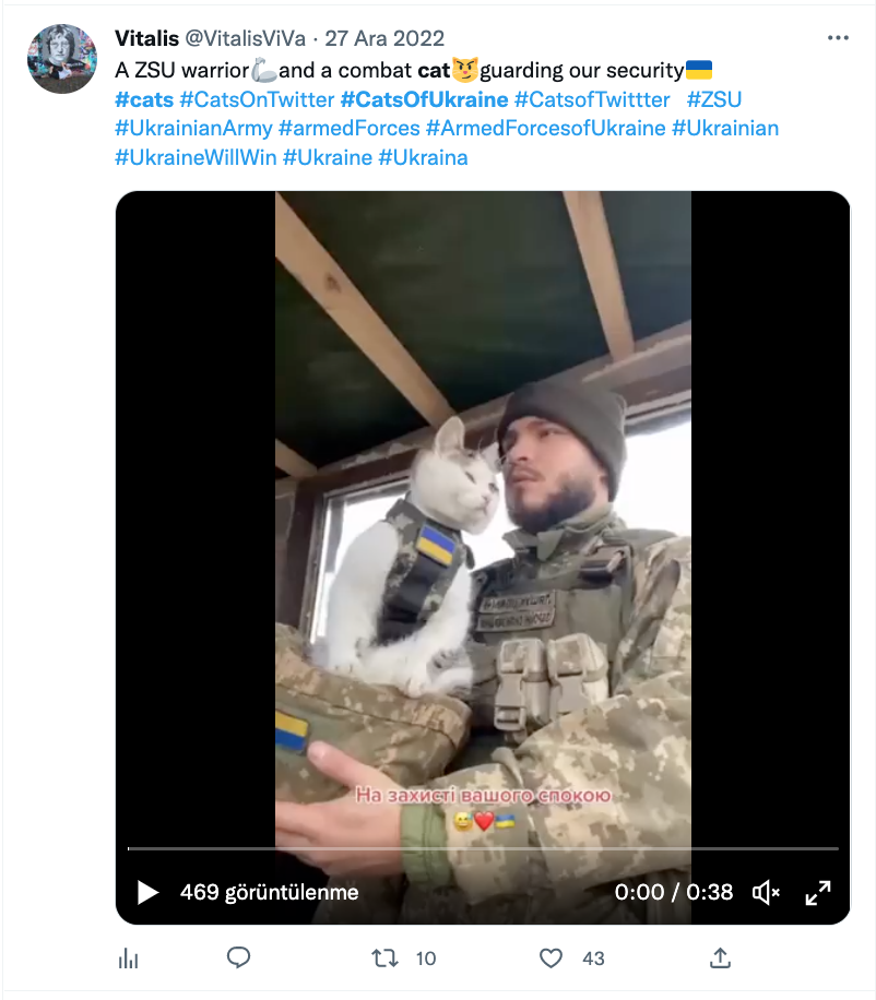 ukrayna nin savasci kedileri sosyal medyada gundem oldu ulkelerini insanlarla beraber savunuyorlar